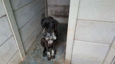 Hond soek dringend 'n goeie huis