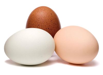 Why eggs are different colours