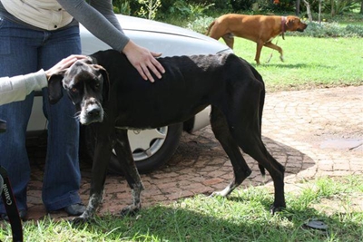 Verwaarloosde Great Dane kry 'n nuwe huis