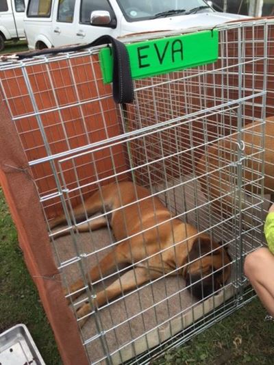 Boerboels in cages shock animal lover