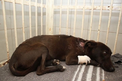 Dog survives alleged axe attack