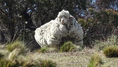 Chris the sheep 'breaks world record'