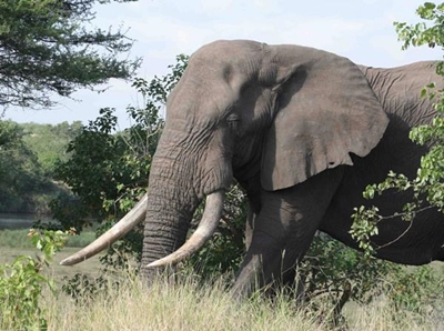 Enraged elephant slams into game drive vehicle full of tourists