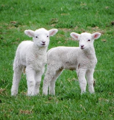 Preventing disease in goats and sheep