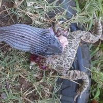 Frog survives encounter with snake on playground in KZN