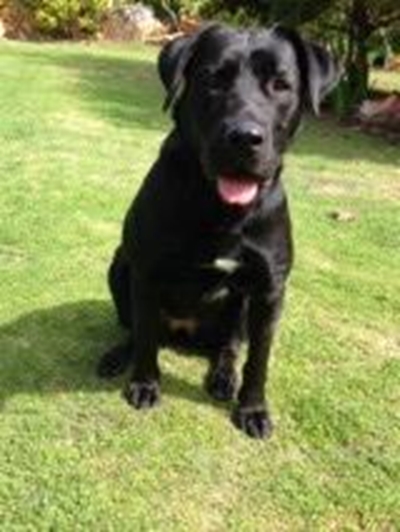 Black Labrador cross found