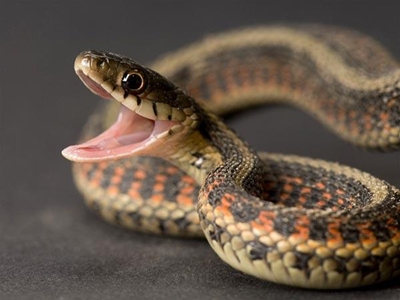 Snakebite antidote running out