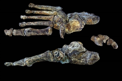 New species unveiled in SA