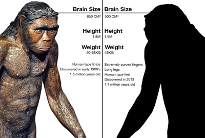 VIDEO: New species of human relative discovered