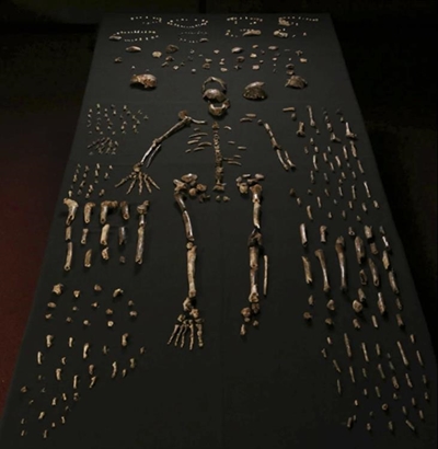 Homo Naledi: Game changer or revolutionary oddity?