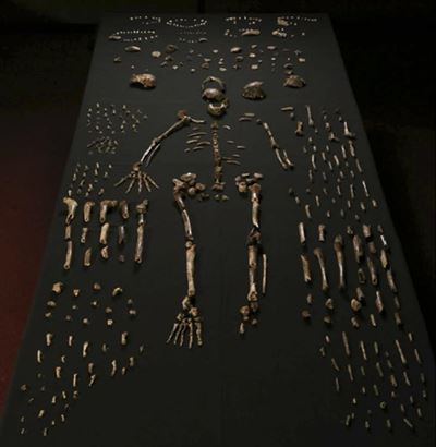 Homo Naledi: Game changer or revolutionary oddity?