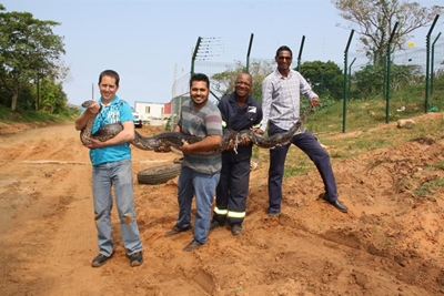 Massive python caught in uMhlanga