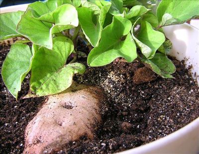How to grow sweet potatoes