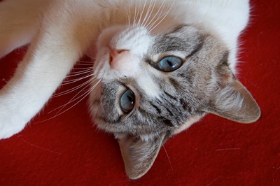 Animal welfare calendar to be launched