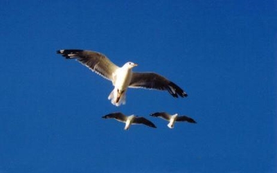 Are seagulls to blame for the Bok's loss to Japan?