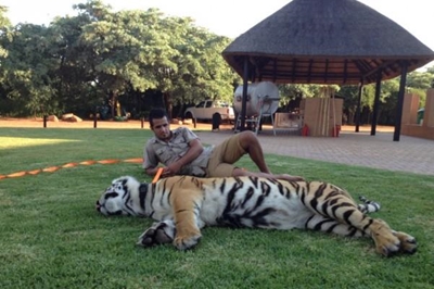 Authorities to remove tigers from Jugomaro Predator Park