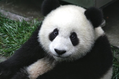 3 prosecuted for killing panda