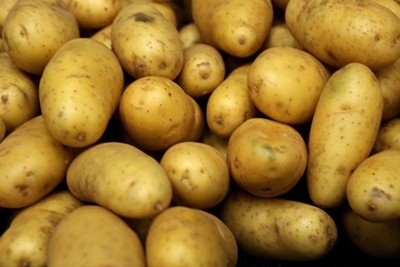 No commercialisation of GM potatoes