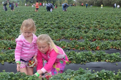 Strawberry Festival 2015: A great success