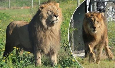 Bulgarian lions free in SA