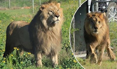 Bulgarian lions free in SA