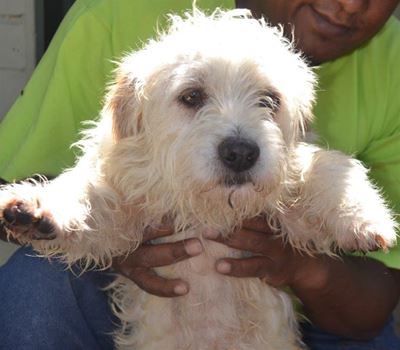 Diere vir aanneming by skut