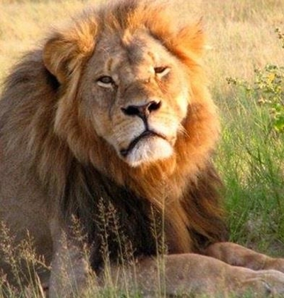 Cecil the lion: No charges for dentist