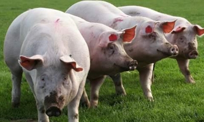 Common pig diseases