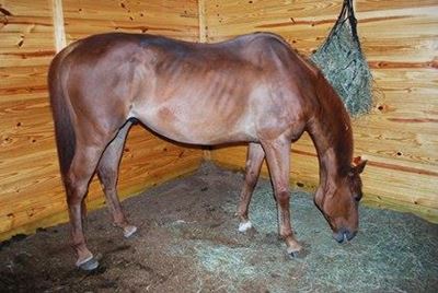 Euthanising your horse