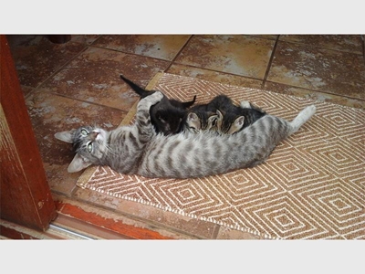 Mother cat attacked with panga