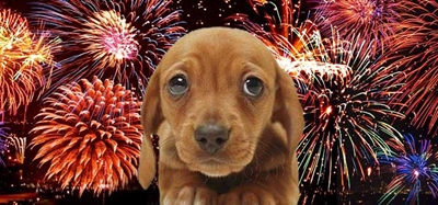 Keep your pets safe during Guy Fawkes