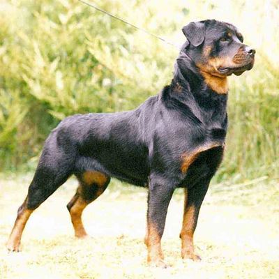Man moet opdok ná honde-aanval