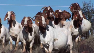 Winning with the Boer goat