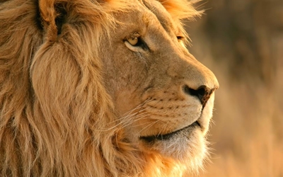 Man killed by lion at Limpopo game farm