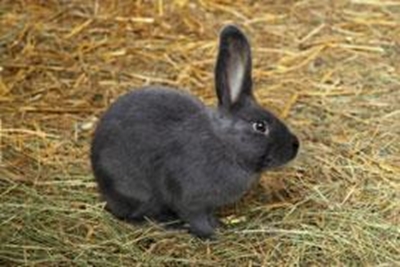 Benoni Bunny Park reopens to public