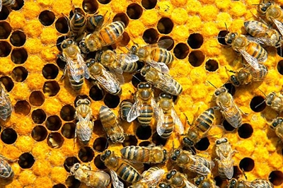 Information day for bee farmers
