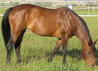Keeping a farm horse - Part 1