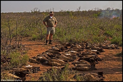 Elephant, 46 vultures and 4 lions killed for muti