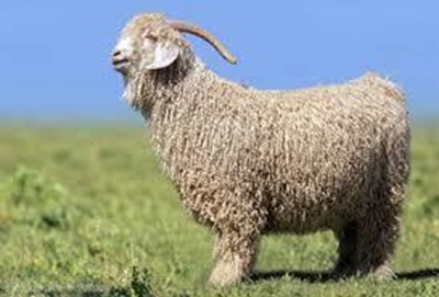 Farming with Angora goats