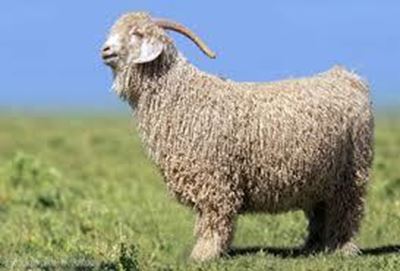Farming with Angora goats