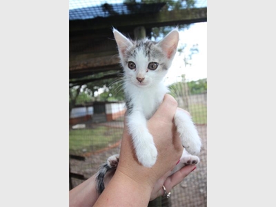 Kitten dragged under car for 8km – and survives