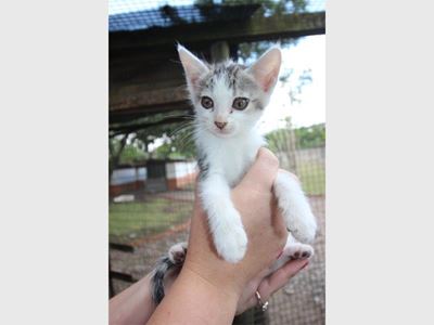 Kitten dragged under car for 8km – and survives