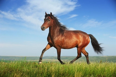 Caring for farm horses – Part 2