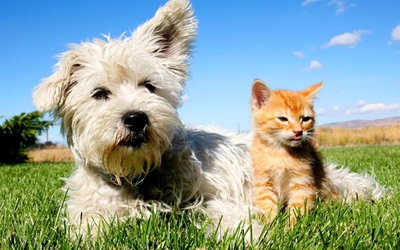 Join the party to help Kurland animals