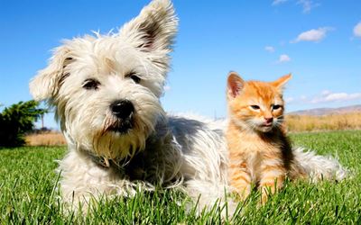 Join the party to help Kurland animals