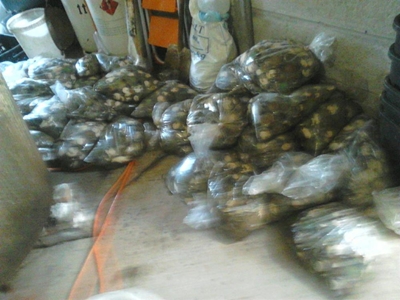 Cape Town police seize abalone worth R5 million