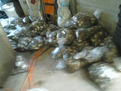 Cape Town police seize abalone worth R5 million