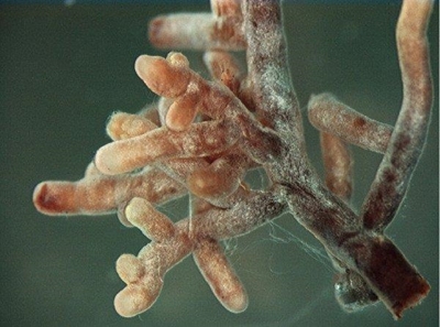 The benefits of mycorrhiza