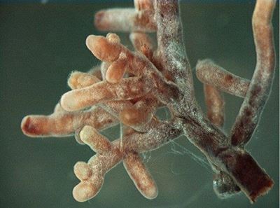 The benefits of mycorrhiza