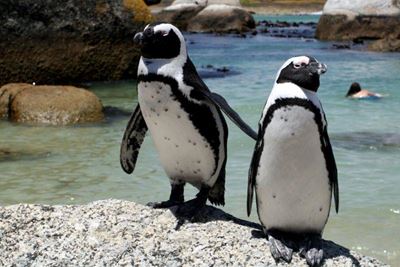 Penguins, sea birds evacuated following Table View blaze